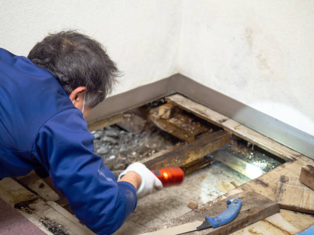 Best Mold Cleaning Services  in Hays, MT
