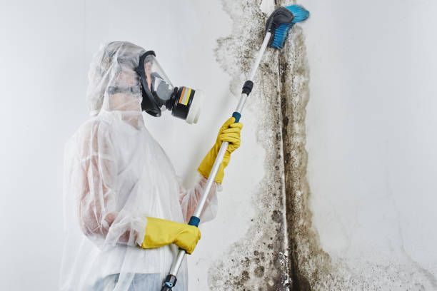 Best Commercial Mold Removal  in Hays, MT