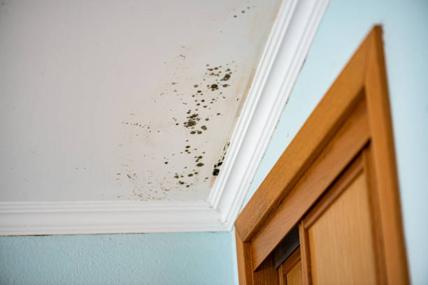 Best Crawl Space Mold Removal  in Hays, MT