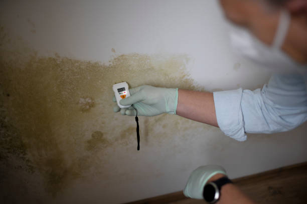 Best Home Mold Removal  in Hays, MT