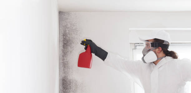 Office Mold Removal Services in Hays, MT