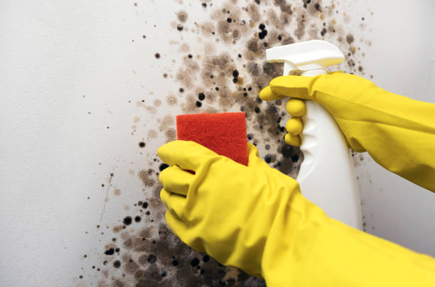 Best Local Mold Removal Service  in Hays, MT